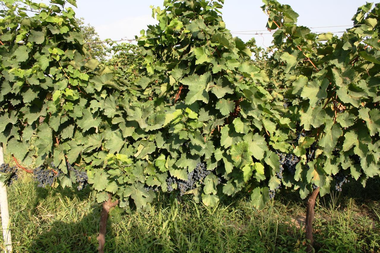 Shaloshvili'S Cellar Hotel Shilda Екстериор снимка